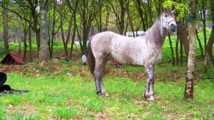 Actividades a caballo en Ecoparque Marín y Atalaia. A un paso de Pontevedra.